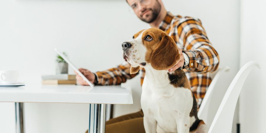 Mann streichelt Hund