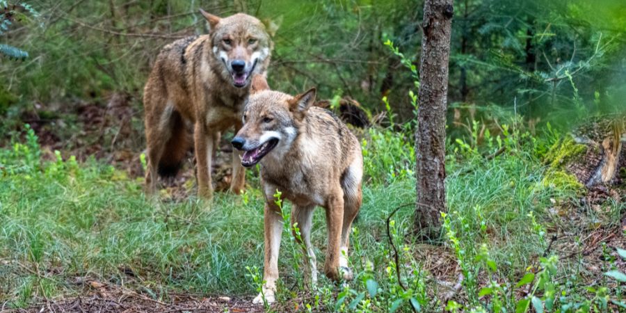 Jungwölfe Wolf abschuss