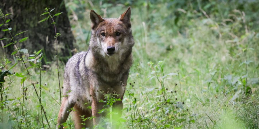 Wolf Jagd
