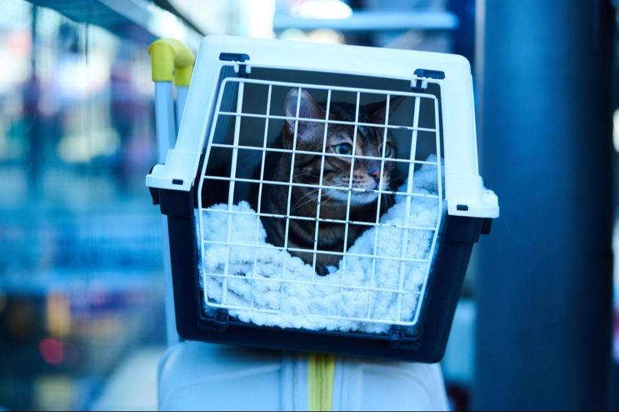 Eine Passagierin war mit ihrer Katze mit dem Zug unterwegs. (Symbolbild)