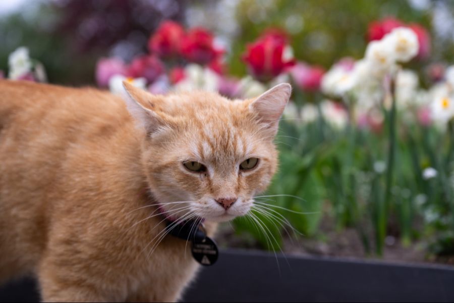 Bei mehr als einem Drittel der behandelten Katzen hat die Therapie angeschlagen. (Symbolbild)