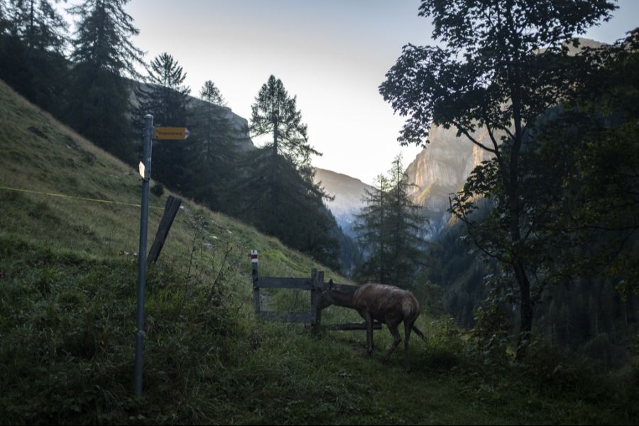 St. Gallen ist einer der Kantone, in dem die wachsenden Hirschbestände zum Politikum geworden sind – wegen der Schäden, die sie anrichten. (Abgebildet: eine Hirschkuh in Sankt Martin SG)
