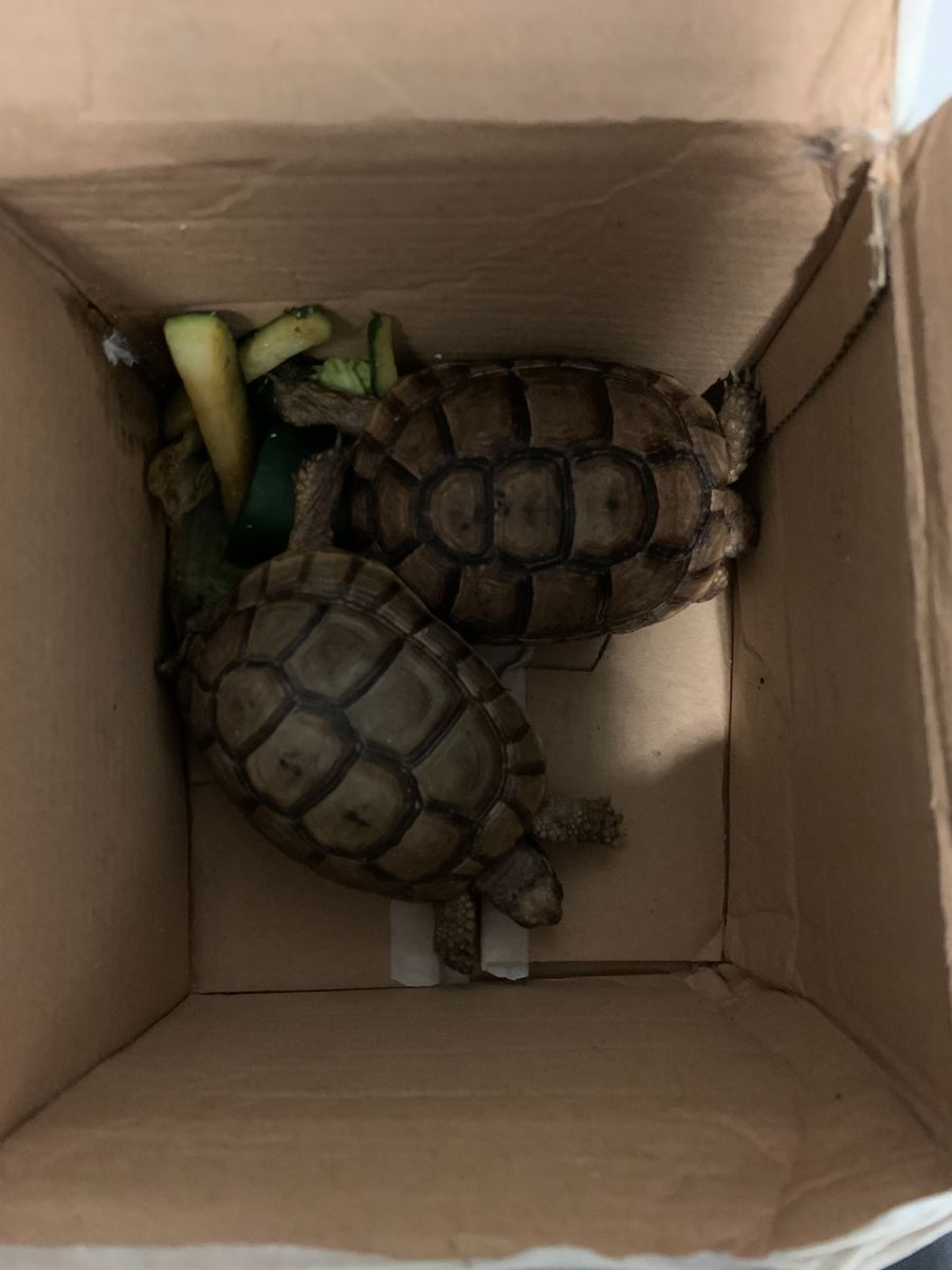 Am Euro-Airport Basel wurden im August 2020 im Gepäck einer aus Marokko einreisenden Frau zwei Maurische Landschildkröten gefunden.