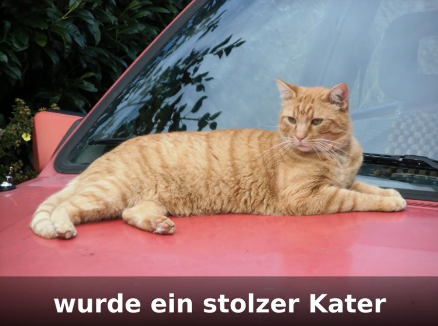 ... und «stolzen Kater».