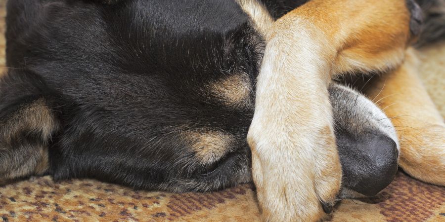 Tierpension tote Hunde