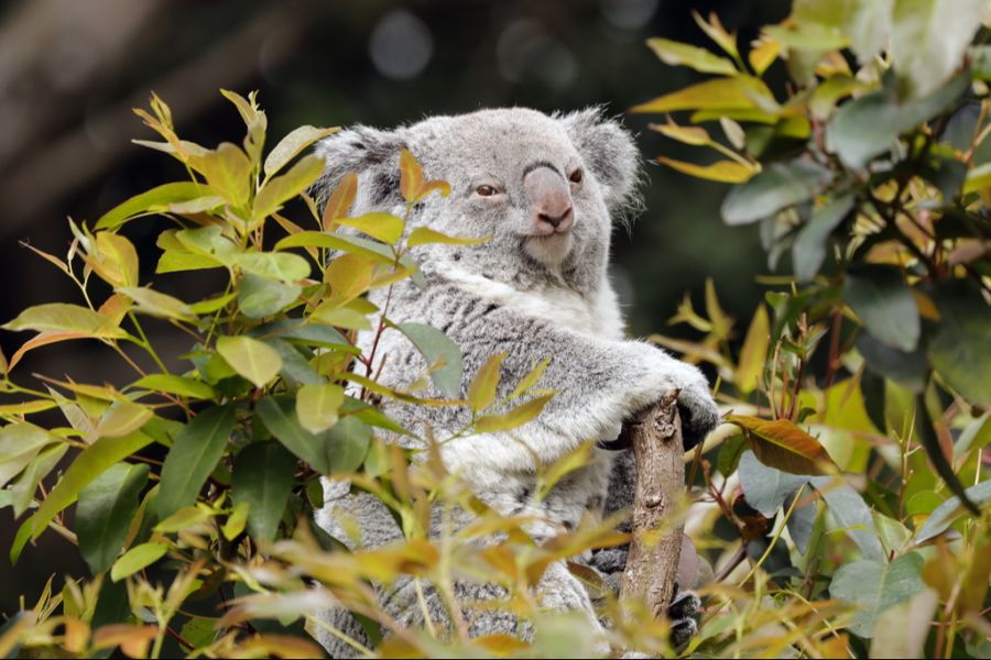 Koala
