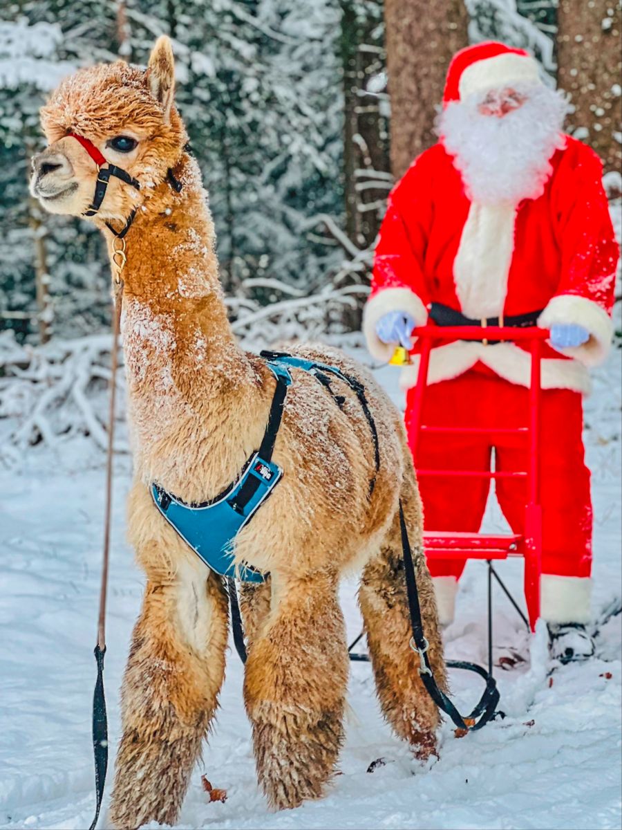 Weihnachtsmann Alpaka Schnee Bern