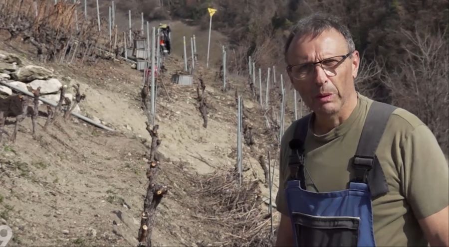 «Es ist hart», sagt er in einem Beitrag von «RTS». «Die Rebstöcke dort drüben sind über 50 Jahre alt. Ich habe sie mit meinem Grossvater gepflanzt. Also bitte ich ihn um Verzeihung.»