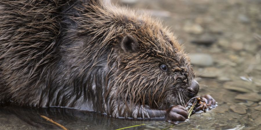 Der Biber ist nun auch in den Langen Erlen im Kanton Basel-Stadt heimisch und baut dort seinen Damm. (Archivbild)