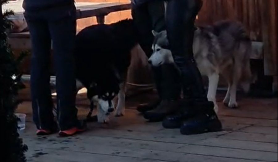 Laute Musik, Bedrängnis und Alkohol-Geruch sind alles Dinge, die Hunde nicht mögen.