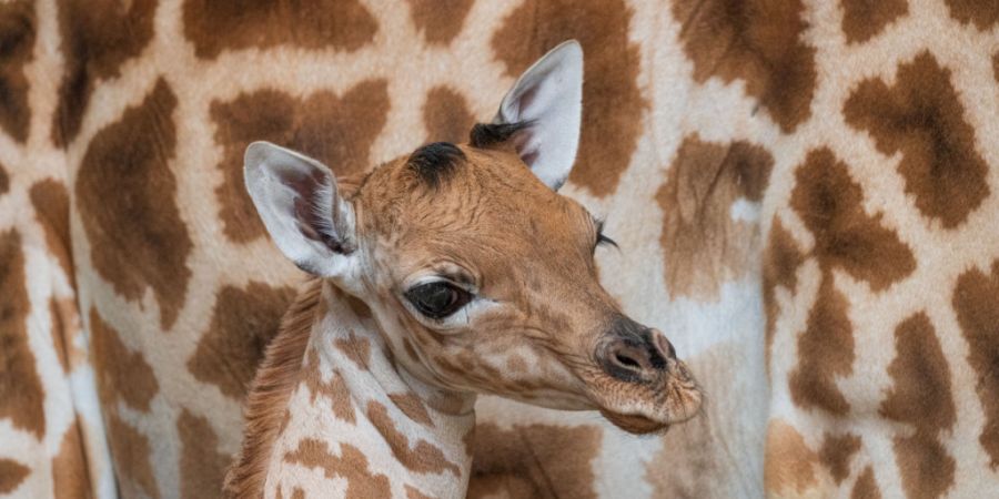 Im Zoo Basel hat es im März Nachwuchs bei den Kordofan-Giraffen gegeben.