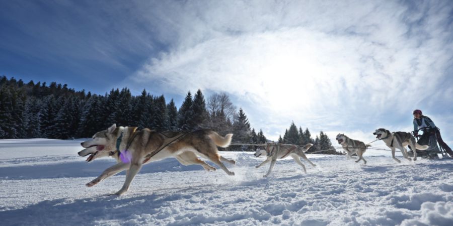 Eine Teilnehmerin des Internationalen Schlittenhunderennens zieht mit ihrem Gespann im Ortsteil Unterjoch durch die schneebedeckte Landschaft. Foto: Karl-Josef Hildenbrand/dpa