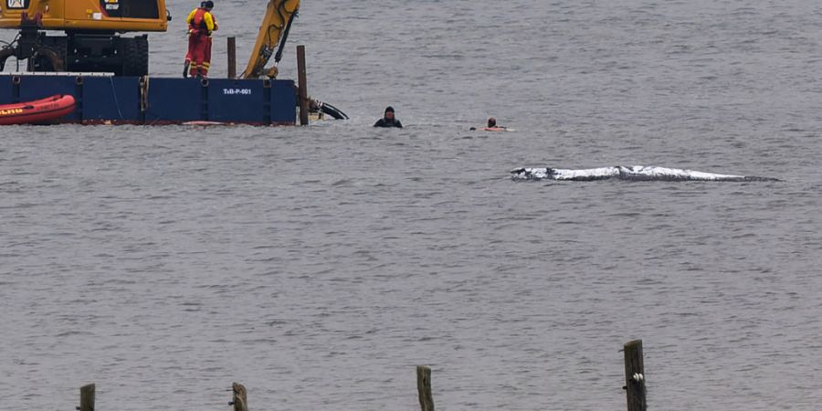 dpatopbilder - Eine Arbeitsplattform mit einem Bagger ist in der Nähe des gestrandeten Wals vor der Ostseeinsel Poel im Einsatz. Der Rücken des Wals ist mit Tüchern abgedeckt. Für d...