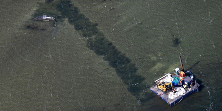 dpatopbilder - Eine Rinne führt vom Wal in tieferes Gewässer (Aufnahme aus einem Flugzeug). Der vor etwa drei Wochen bei Wismar gestrandete Buckelwal liegt weiterhin im Flachwasser fe...