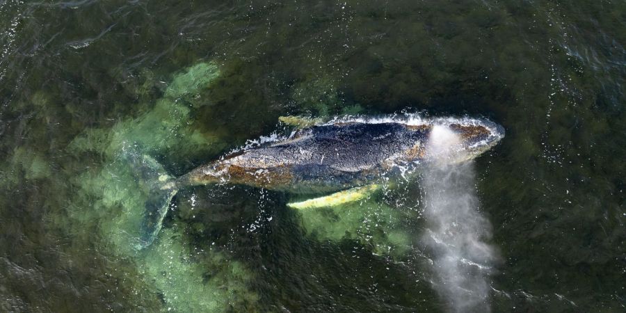 Infektion Gesundheit