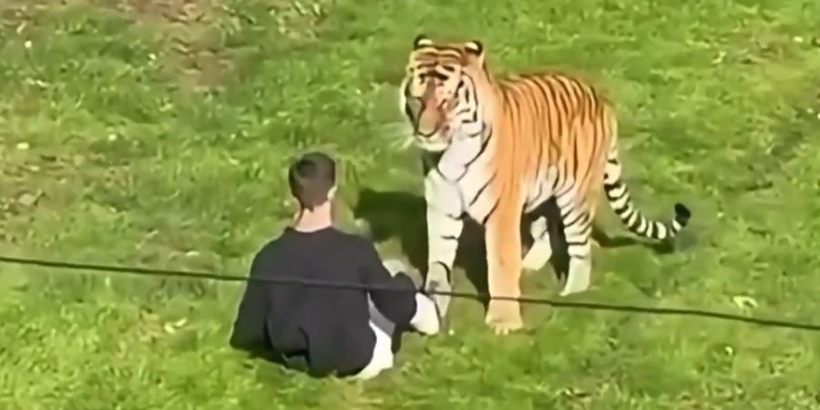 Tiger Altai