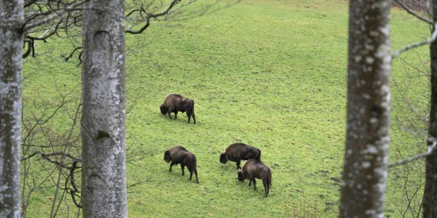 Ein 2025 geborener Wisentstier der Testherde im Solothurner Jura ist verstorben. Die Todesursache könnte ein Hornstoss eines anderen Tiers oder ein Sturz sein. (Archivbild)