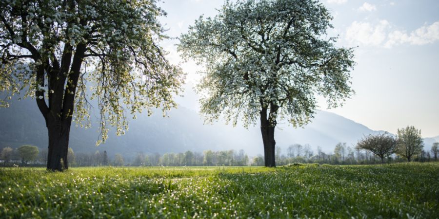 Ob die Wiesen auch im nächsten Frühling so saftig stehen? Eine Raupeninvasion macht der Natur im Kanton St. Gallen - im Bild Wiesen und Obstbäume in der Region Sargans - zu schaffen....