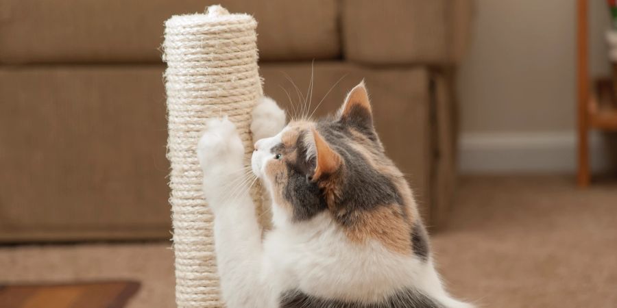 Katzen dürfen ihre Krallen am Kratzbaum wetzen – die menschliche Hand ist tabu.