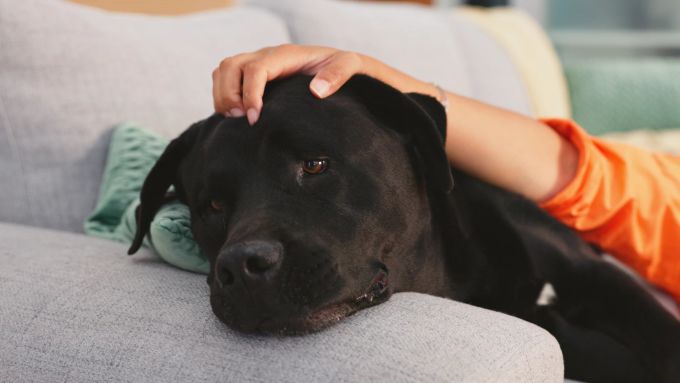 Auch wenn Sie nicht zu Hause sind, schaffen Sie eine Wohlfühloase für Ihren Hund. Wohlfühloase