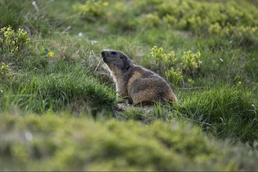 Ein US-Forschungsteam hat bei mehreren Wildtieren, darunter auch beim Murmeltier, Covid-Antikörper entdeckt.