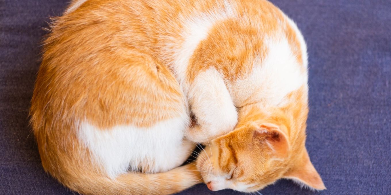 Deshalb schlafen Katzen kreisförmig | Nau Tiere