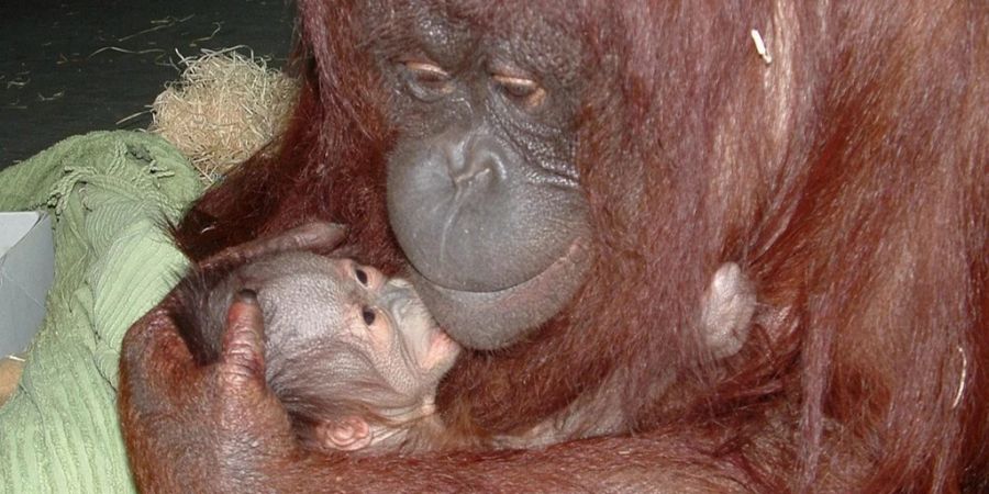 orang utan geboren