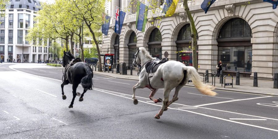 Die zwei entlaufenen Pferde in London in der Nähe von Aldwych.