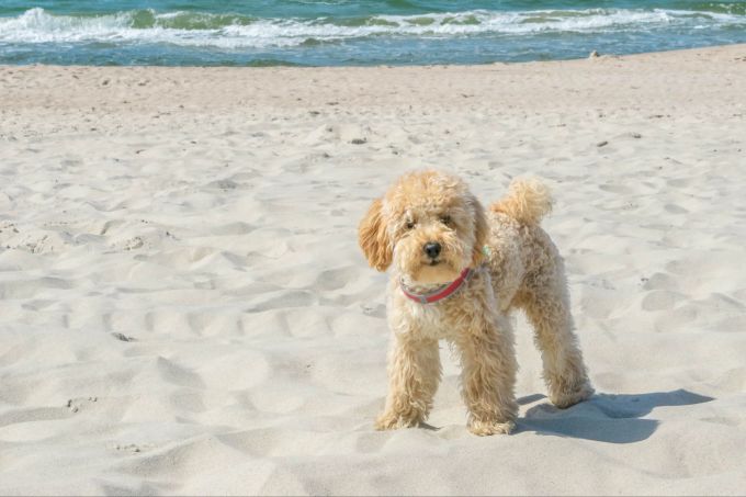 Goldendoodles gelten als besonders familienfreundlich. Ein Goldendoodle am Strand.
