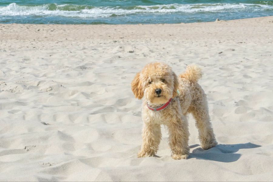 Ein Goldendoodle am Strand.