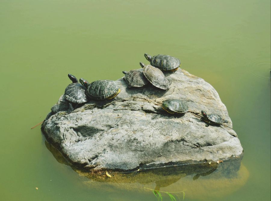 Im vergangenen Jahr seien mehr als 40 gefundene Landschildkröten abgegeben worden.