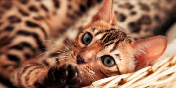 Bengalkatze
