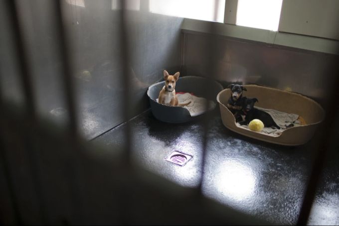 Viele Hunde landen wieder im Tierheim – besonders nach der Pandemie. (Archivbild) Tierheim Hunde