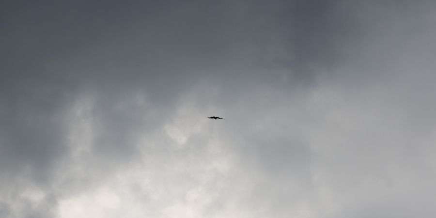 ARCHIV - Ein Raubvogel fliegt am Himmel vor dunklen Wolken. Foto: Rolf Vennenbernd/dpa