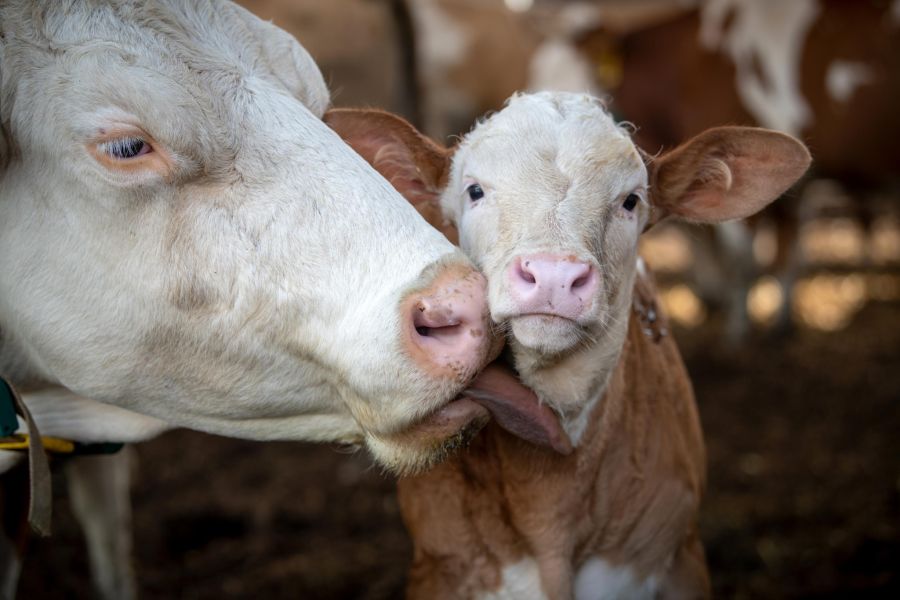 Tierschutz