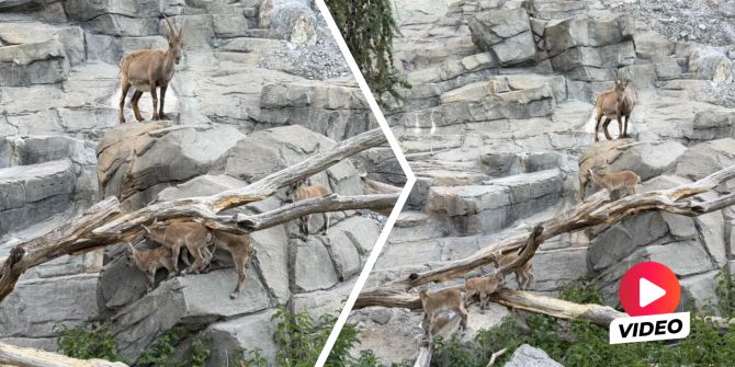 Tierpark Bern Steinböckli