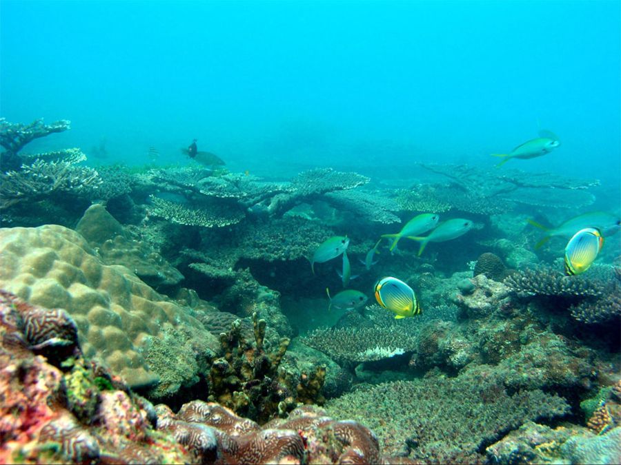 Die Wärme der Ozeane könnten die Ökosysteme und Nahrungsketten im Meer schädigen.