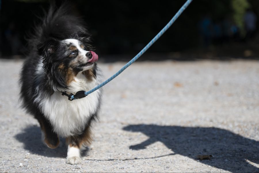 Auch in der Schweiz sind vereinzelt Fälle bekannt, bei denen Familienhunde von Wölfen angegriffen wurden.