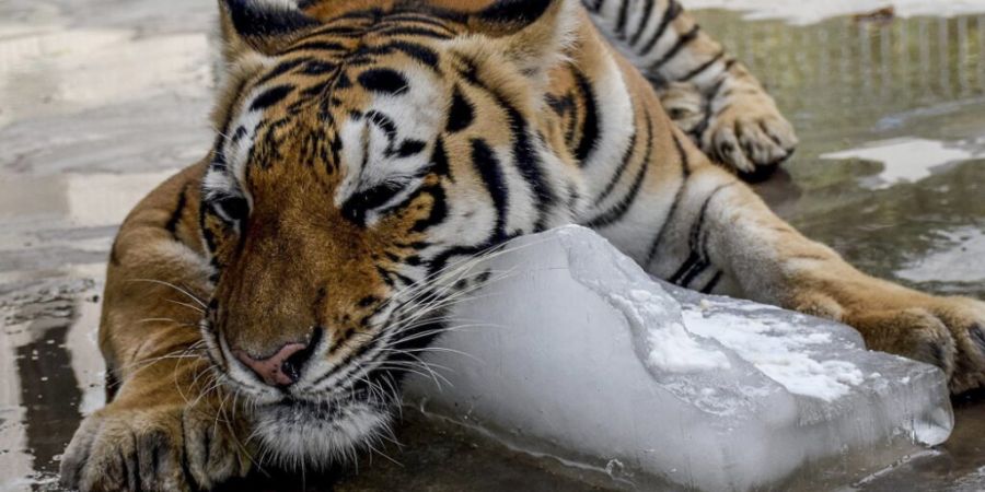 Auch Tiere leiden unter extremer Hitze. In diesem pakistanischen Zoo hilft man dem Tiger mit Eis. In freier Wildbahn haben einige Tiere kuriose Tricks, um sich abzukühlen.