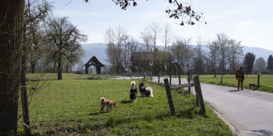 Hunde laufen frei über die Hundewiese Choller auf der Lorzenebene, zwischen der Stadt Zug und Cham.