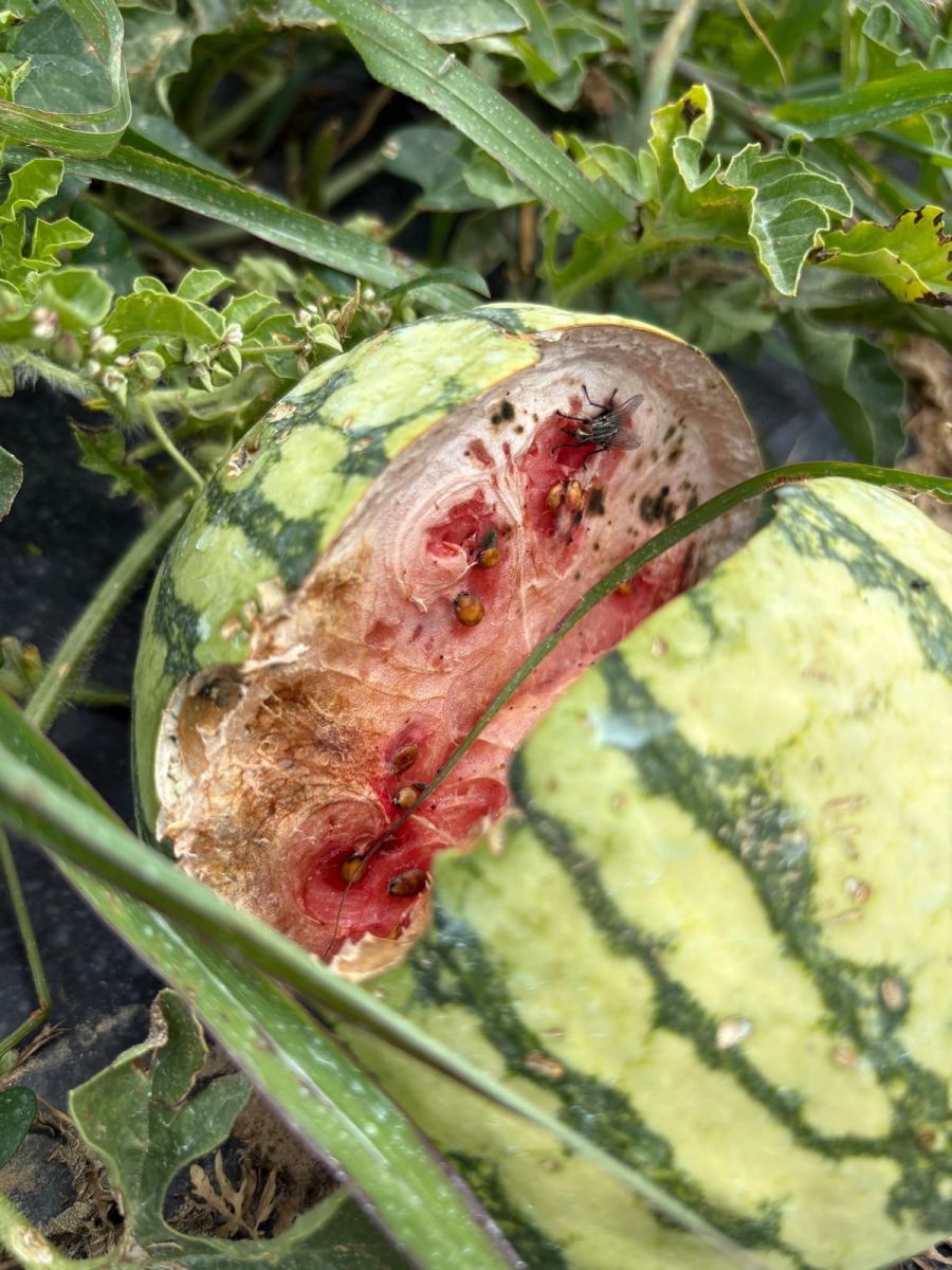 Wassermelone
