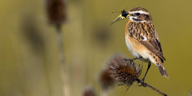 Braunkehlchen