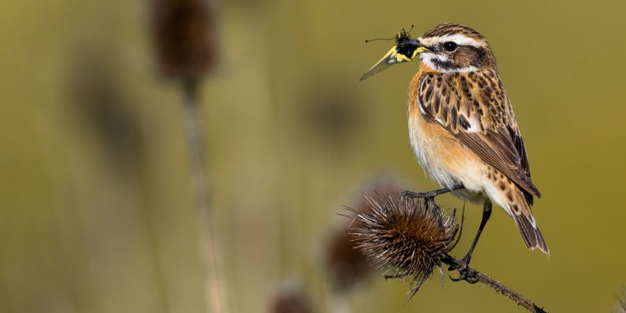 Braunkehlchen