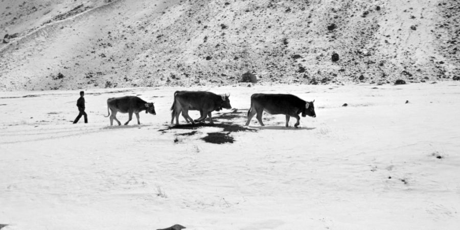 Anfang September 1976 brachte ein Temperaturfall Schnee in verschiedenen Regionen der Schweiz. Am Julierpass mussten rund 350 Rinder und Kühe vorzeitig zu Tal gebracht werden. Im Bild ...