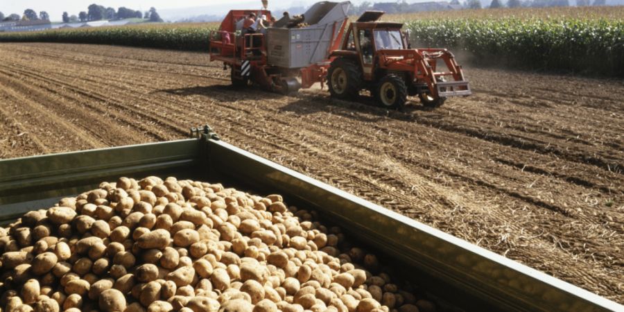 Den Trockenheitszuschlag von 2 Rappen bei den Kartoffeln ist für den Schweizer Bauernverband «absolut ungenügend». (Symbolbild)