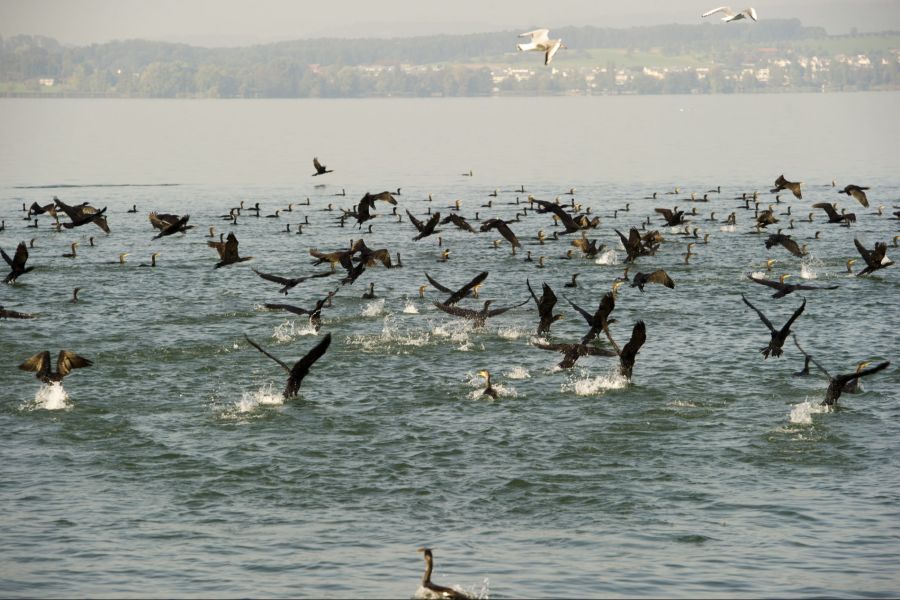 kormoran
