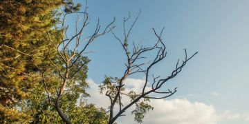 Baum Ast Trockenheit Holz