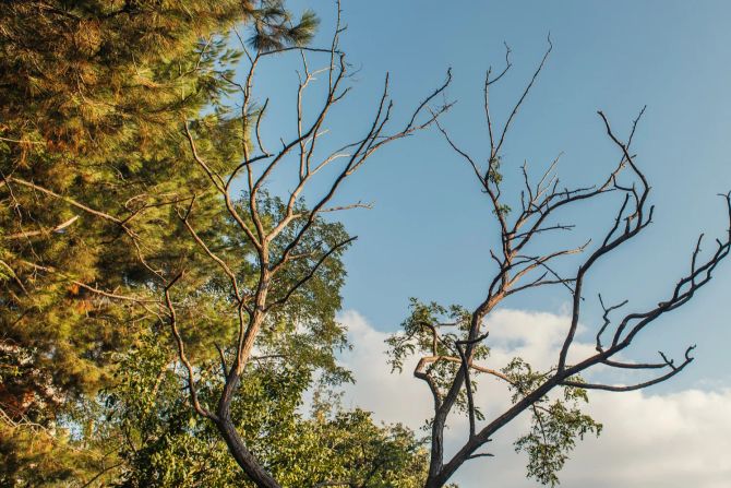 Baum Ast Trockenheit Holz