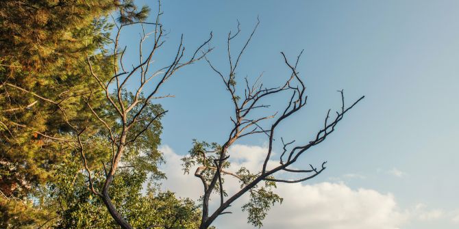 Baum Ast Trockenheit Holz