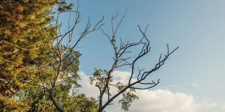 Baum Ast Trockenheit Holz